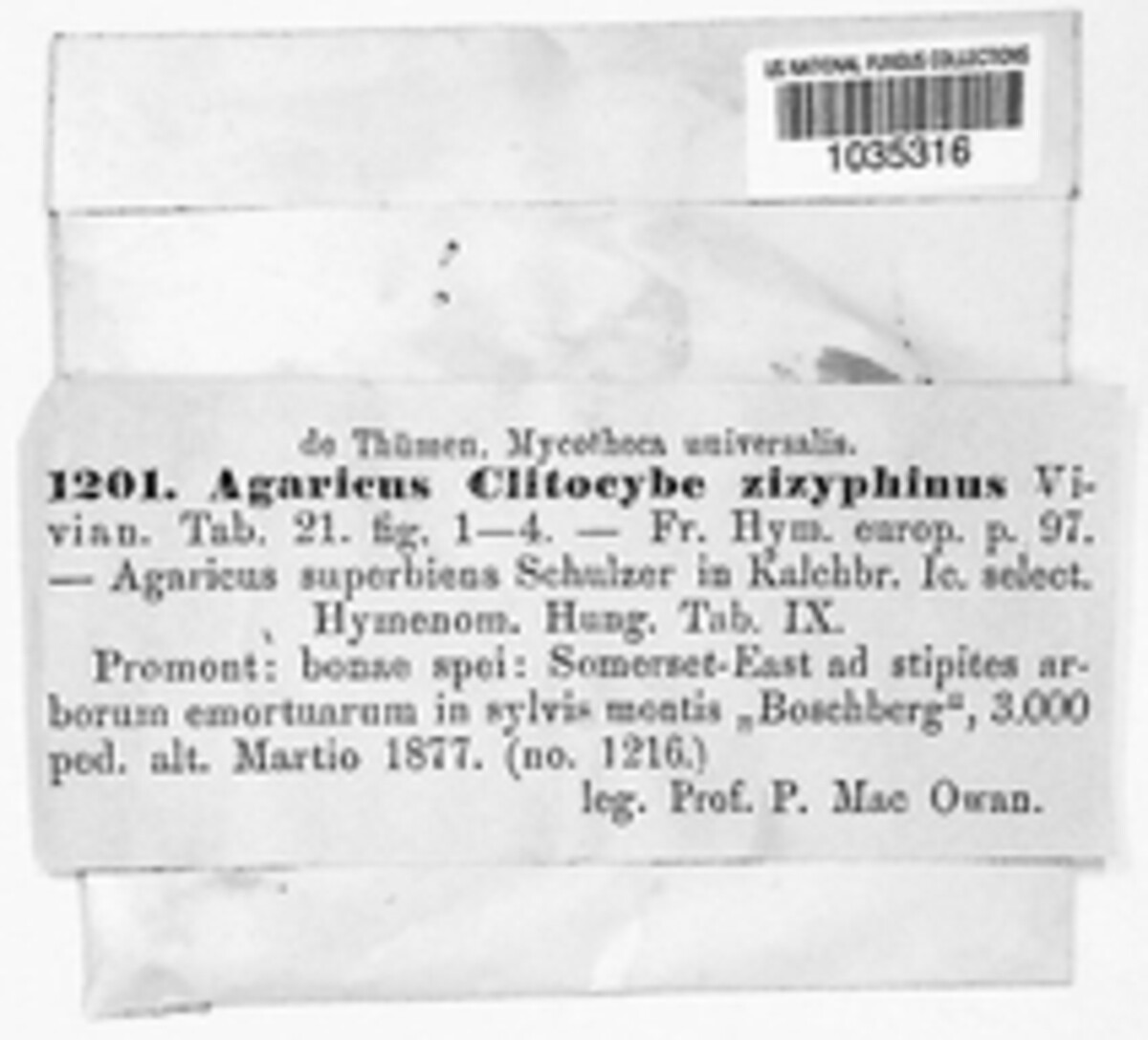 Agaricus ziziphina image